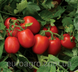 1015 F1 - насіння томата, 500 шт, Lark Seeds 67470 фото 3