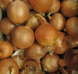 Фронтіно F1 - насіння цибулі, 250 000 шт, Hazera 60809 фото 3
