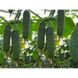 Форстер F1 - насіння огірка, 500 шт, Agri Saaten 1075126693 фото 3