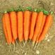 Морковь Калибра F1 (Гретта F1), 25 000 семян, Agri Saaten 1077096983 фото 2