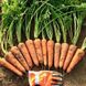 Мірафлорес F1 - насіння моркви, 100 000 шт (1.4-1.6), Clause 00842 фото 1