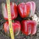 Том F1 - насіння солодкого перцю, 500 шт, Spark Seeds 57714 фото 2