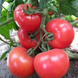 Кітару F1 (КС 14 F1) - насіння томата, 500 шт, Kitano 905550327 фото 2