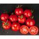 Шаста F1 - насіння томата, 10 000 шт, Lark Seeds 03319 фото 1