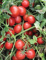 Шкіпер F1 - насіння томата, 1000 шт, Lark Seeds 03320 фото