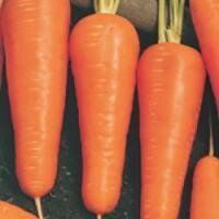 Купар F1 - семена моркови, 1 000 000 шт (2.0-2.2), Bejo 61841 фото
