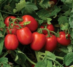 1015 F1 - насіння томата, 5000 шт, Lark Seeds 67471 фото