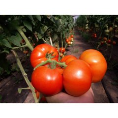 Сігнора F1 - насіння томата, 1000 шт, Esasem 97160 фото