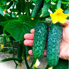 Лютояр F1 - насіння огірка, 250 шт, Yuksel seeds 78557 фото