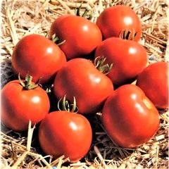 Мамако F1 - насіння томата, 2500 шт, Syngenta 49401 фото