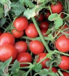 Шкипер F1 - семена томата, 1000 шт, Lark Seeds 03320 фото