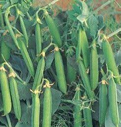 Сомервуд - семена гороха, Syngenta описание, фото, отзывы