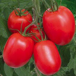 1015 F1 - насіння томата, 5000 шт, Lark Seeds 67471 фото