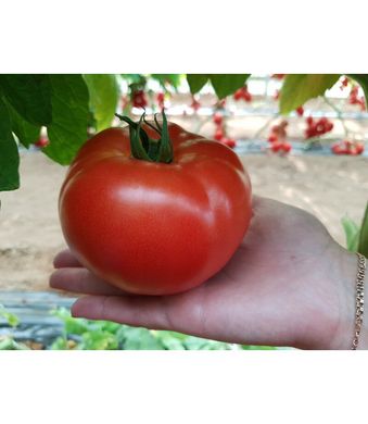 Сігнора F1 - насіння томата, 1000 шт, Esasem 97160 фото