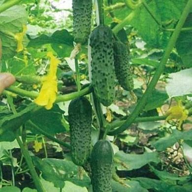 Марія F1 - насіння огірка, 1000 шт, Sakata 59472 фото