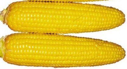 Рання Насолода F1 - насіння кукурудзи, 25 000 шт, Lark Seeds 894766229 фото