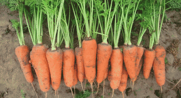СВ 3118 F1 - насіння моркви, 200 000 шт (1.8-2.0), Seminis 1085358509 фото