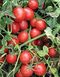 Шкіпер F1 - насіння томата, 1000 шт, Lark Seeds 03320 фото 2