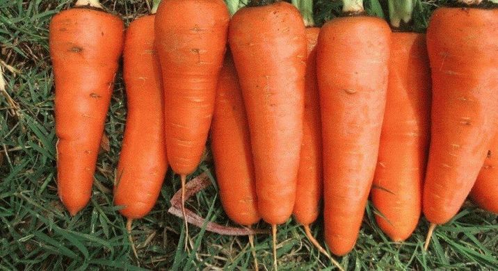 СВ 3118 F1 - насіння моркви, 200 000 шт (1.8-2.0), Seminis 1085358509 фото