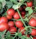 Шкіпер F1 - насіння томата, 1000 шт, Lark Seeds 03320 фото 3