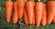 СВ 3118 F1 - насіння моркви, 200 000 шт (1.8-2.0), Seminis 1085358509 фото 2