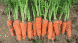 СВ 3118 F1 - насіння моркви, 200 000 шт (1.8-2.0), Seminis 1085358509 фото 4