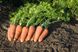 Купар F1 - семена моркови, 1 000 000 шт (2.0-2.2), Bejo 61841 фото 2