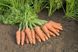 Купар F1 - насіння моркви, 1 000 000 шт (2.0-2.2), Bejo 61841 фото 3