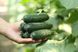 Хелен F1 - насіння огірка, Sakata купити в Україні з доставкою