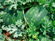 Васко F1 - семена арбуза, 1000 шт, Hazera 60539 фото 3