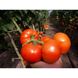 Сігнора F1 - насіння томата, 1000 шт, Esasem 97160 фото 1