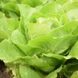 Вікторінус - насіння салату, 5000 шт (драже), Rijk Zwaan 77955 фото 2