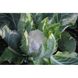 Кабрал F1 - насіння капусти цвітної, 2500 шт, Syngenta 75513 фото 2