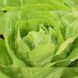 Вікторінус - насіння салату, 5000 шт (драже), Rijk Zwaan 77955 фото 1