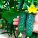 Лютояр F1 - насіння огірка, 250 шт, Yuksel seeds 78557 фото 1