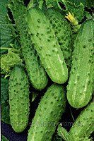 Кароліна F1 - насіння огірка, 100 шт, Lark Seeds 894192241 фото