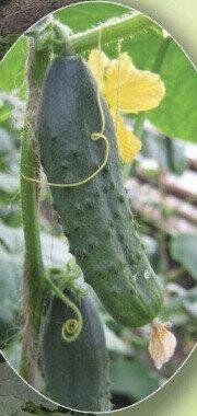 Крион F1 - семена огурца, Agri Saaten описание, фото, отзывы