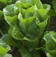 Рафаель - насіння салату, 1000 шт (драже), Rijk Zwaan 25966 фото