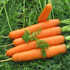 Семена моркови Матч F1, Clause 25 000 семян описание, фото, отзывы
