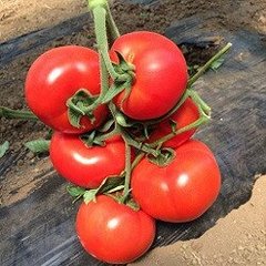 Клад F1 - насіння томата, 1000 шт, Spark Seeds 81760 фото