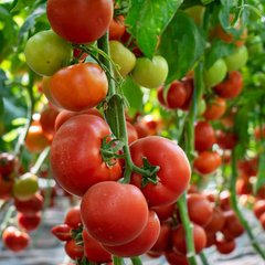 Девонет F1 - насіння томата, 500 шт, Syngenta 79701 фото