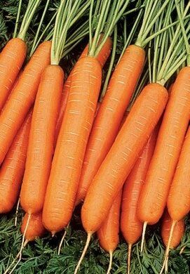 Морковь Люсия F1, 25 000 семян, Agri Saaten 1077096985 фото