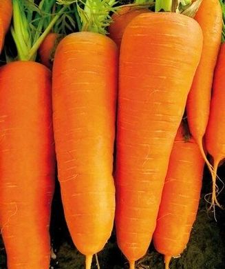 СВ 7381 F1 - насіння моркви, 1 000 000 шт (1.8-2.0), Seminis 1085381699 фото