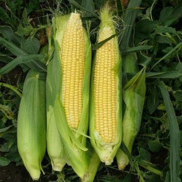 1707 F1 - насіння кукурудзи, 2 500 шт, Lark Seeds 894766232 фото
