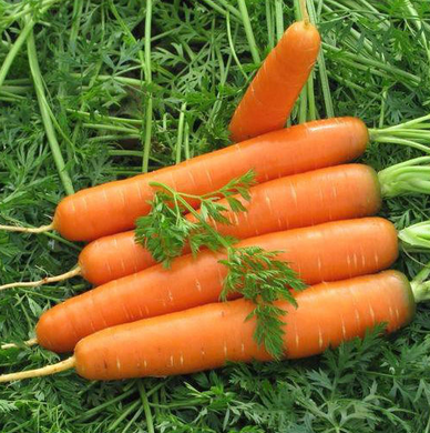 Семена моркови Матч F1, Clause 100 000 семян 1067886642 фото