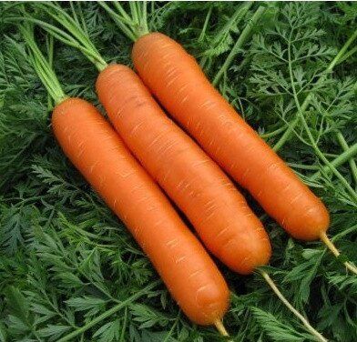 Семена моркови Матч F1, Clause 100 000 семян 1067886642 фото