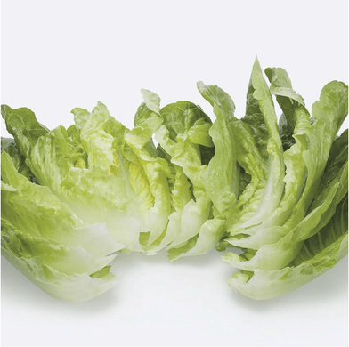 Рафаель - насіння салату, 1000 шт (драже), Rijk Zwaan 25966 фото