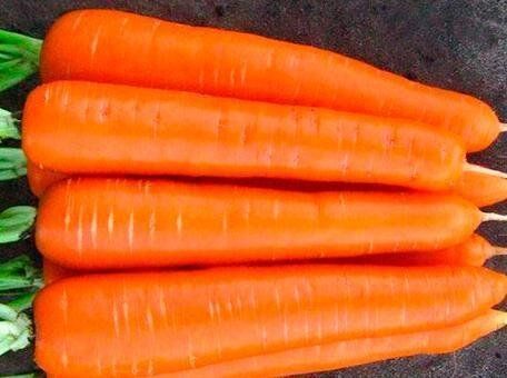 СВ 7381 F1 - насіння моркви, 200 000 шт (1.8-2.0), Seminis 1085379736 фото
