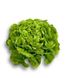 Кітонія - насіння салату, 5000 шт (драже), Rijk Zwaan 1094586873 фото 1
