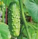 Кароліна F1 - насіння огірка, 100 шт, Lark Seeds 894192241 фото 1